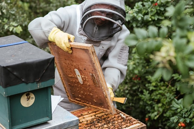 Health Benefits of Honey Health Benefits of Honey