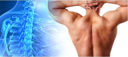 human back bone 2